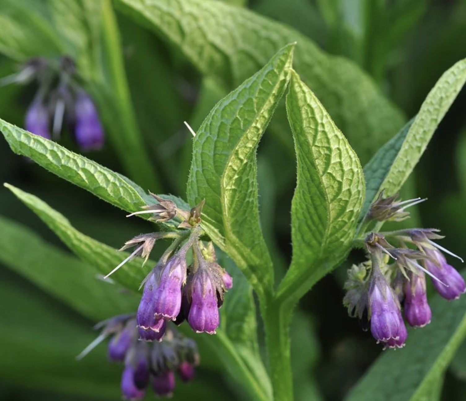 True, Comfrey Seed Urban Farmer